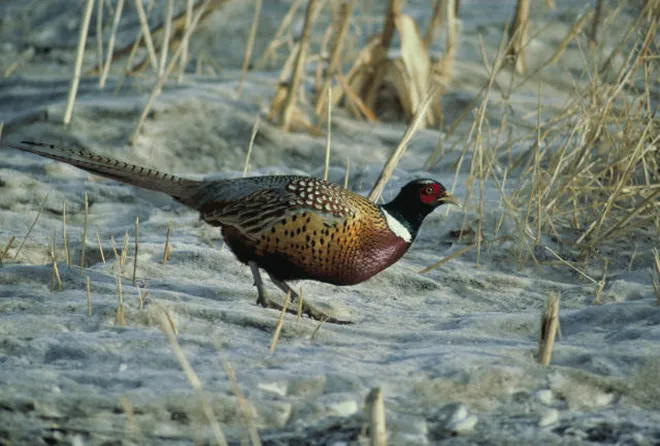 PROMO 660 x 440 Animals - Ringnecked Pheasant - USFWS