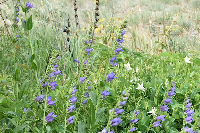 PROMO 660 x 440 Plant - Foxglove Columbine Purple Blue - Chris Sorensen