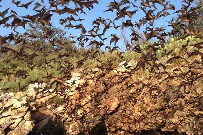 PROMO Animal - Bats emerging from Davis Cave in Texas - USFWS - Ann Froschauer - Public Domain